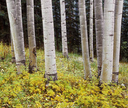 Among the Aspens on Roaring Fork Road