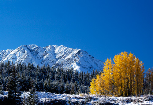 Mountain and Aspen near Molas Pass