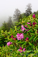 Rhododendron in the Fog