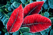 Frosted Sumac Leaves