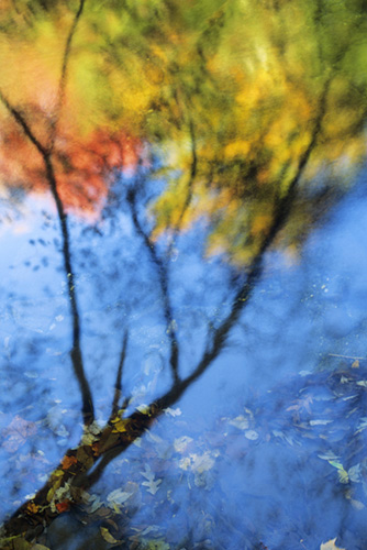 Autumn Reflection