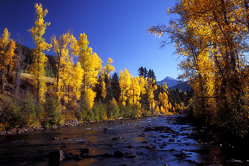 Glowing Cottonwoods Along The Dolores River