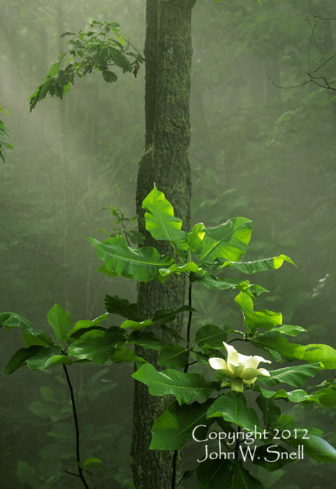 Magnolia in the Fog