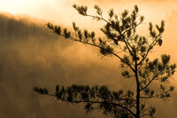 Pine & Glowing Mist