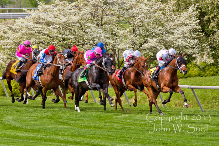 Racing Past the Dogwoods