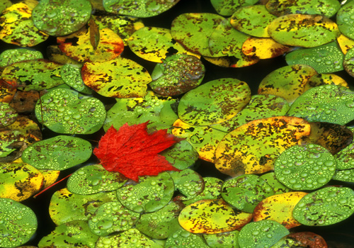 Red Leaf on Lily Pads