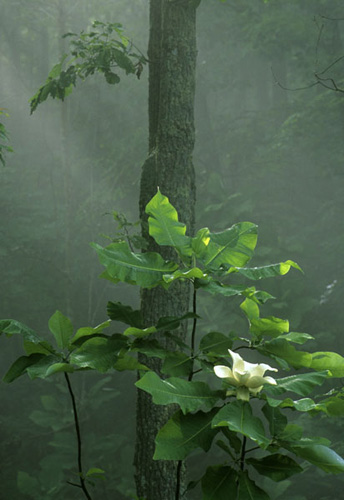 Magnolia in the Fog