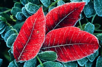 Frosted Sumac Leaves